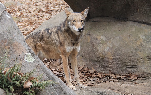 A red wolf