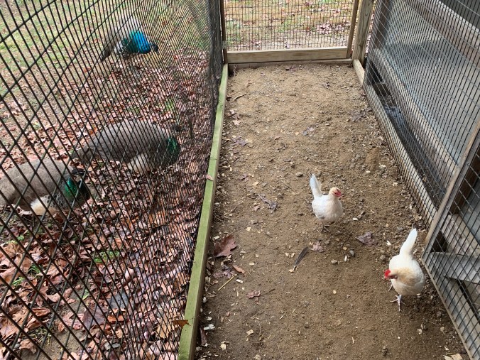 Inside view of a chicken coop with two white hens. Standing outside the coop and looking inside are three peafowl.