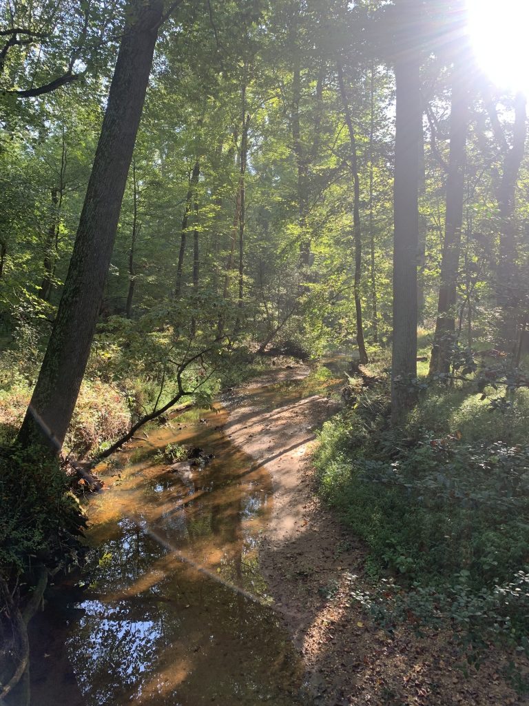 A woodland stream, as seen from a bridge