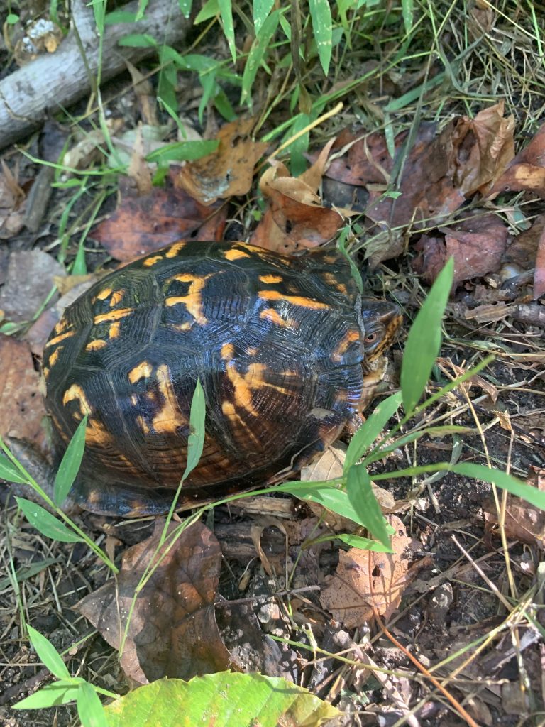A turtle